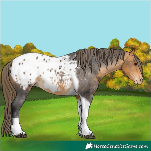 Horse Color:Buckskin Tobiano Blanket 