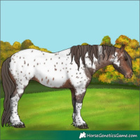 Horse Color:Brown Tobiano Appaloosa 