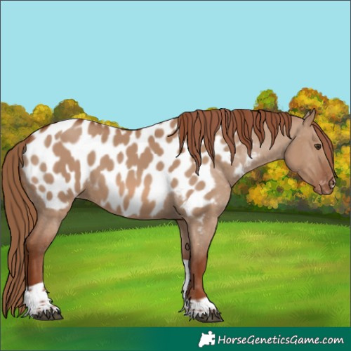 Horse Color:Red Dun Tobiano Appaloosa 