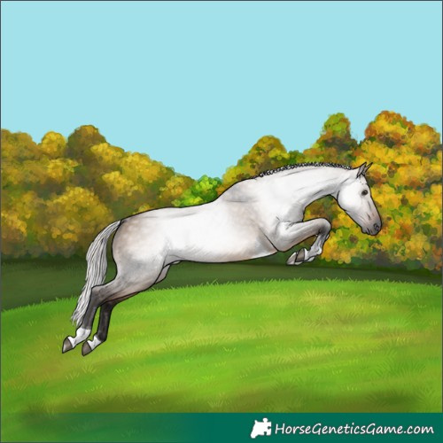 Horse Color:Gray Silver Bay Dun Tobiano 