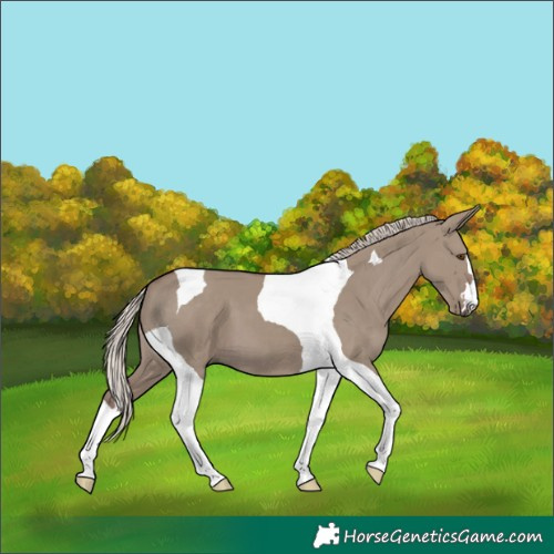 Horse Color:Chocolate Silver Smoky Grullo Tobiano 