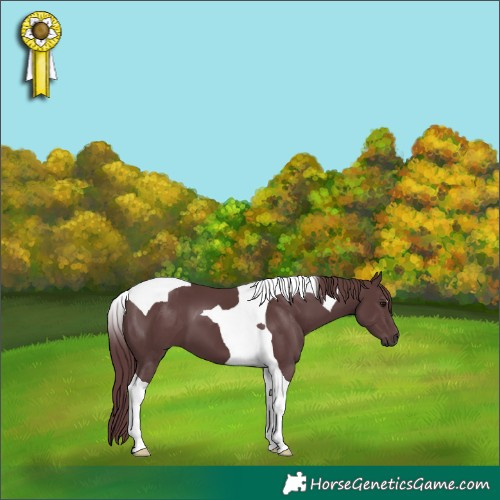 Horse Color:Chocolate Black Tobiano 