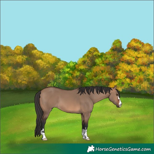 Horse Color:Brown Dun 