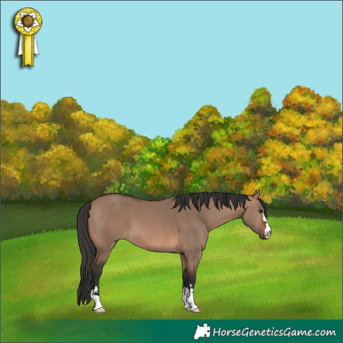 Horse Color:Brown Dun 