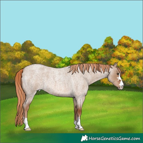 Horse Color:Red Dun Roan