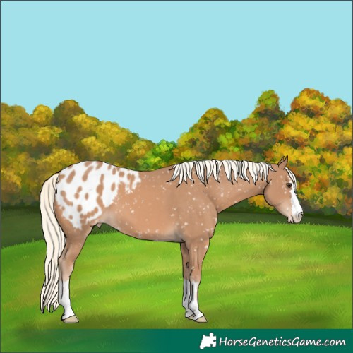 Horse Color:Chestnut Mushroom Appaloosa 