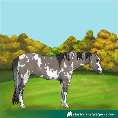 Horse Color:White Spotted Grullo 