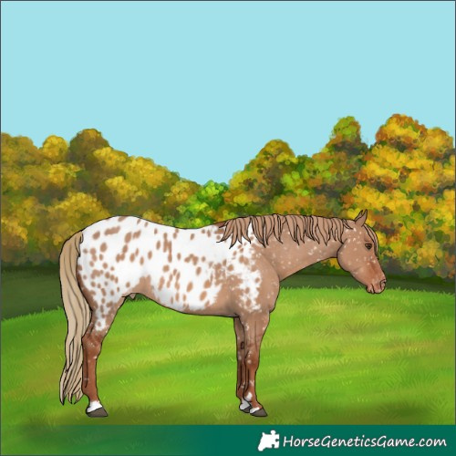 Horse Color:Red Dun Appaloosa 