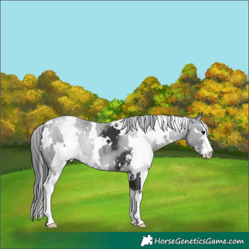 Horse Color:White Spotted Black Sabino 