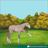 Horse Color:Sable Champagne Dun Sabino Splash