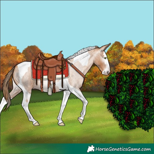Horse Color:Gray Gold Champagne Roan Splash Tobiano