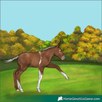 Horse Color:Gray Silver Classic Champagne Tobiano 