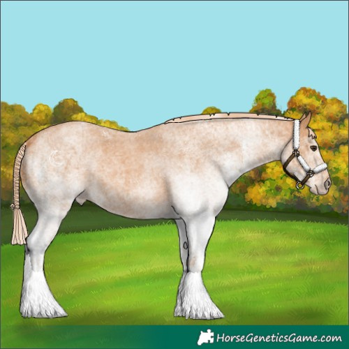 Horse Color:White Spotted Red Roan 