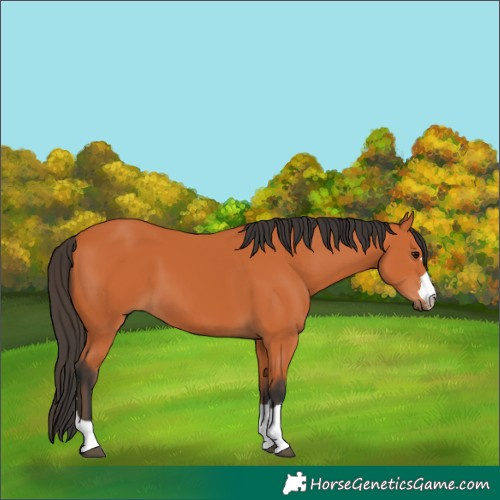 Horse Color:Bay 
