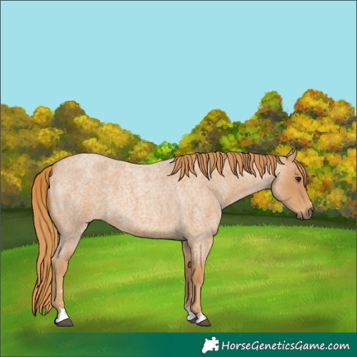 Horse Color:Red Roan 