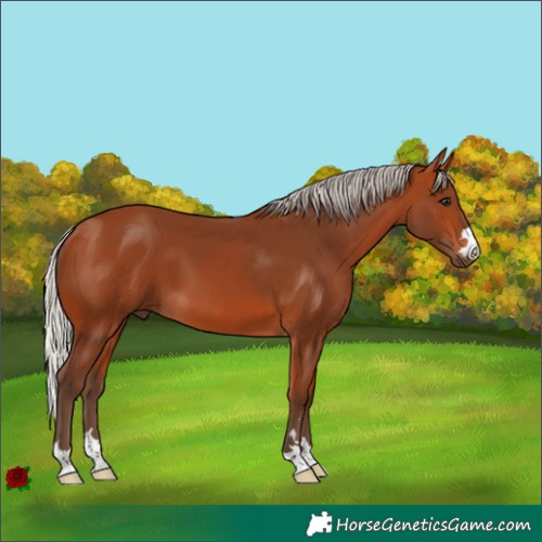 Horse Color:Silver Bay 