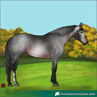 Horse Color:Gray Brown Sabino 