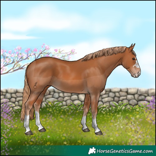 Horse Color:Chestnut 
