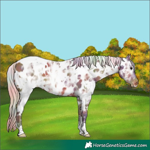 Horse Color:Nacre White Spotted Silver Bay Ice Appaloosa