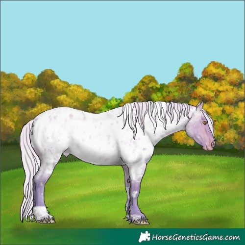 Horse Color:Watercolor White Spotted Silver Buckskin Ice Roan Dun Appaloosa 