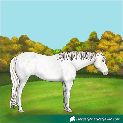 Horse Color:Silver Bay Roan Onyx Sabino Appaloosa 