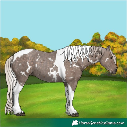 Horse Color:White Spotted Silver Black Tobiano