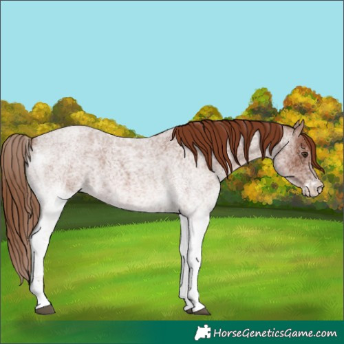 Horse Color:White Spotted Red Roan 