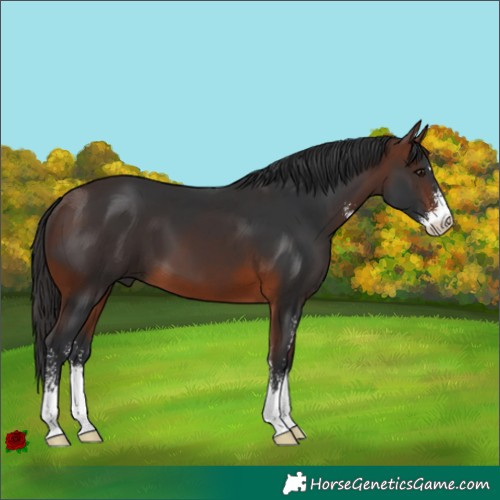Horse Color:Brown Sabino 