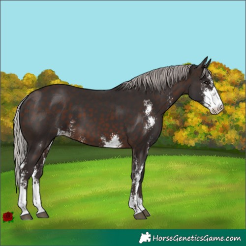 Horse Color:Silver Brown Sabino 