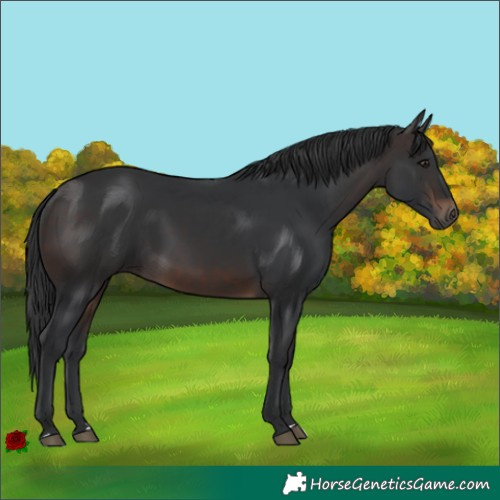 Horse Color:Brown 