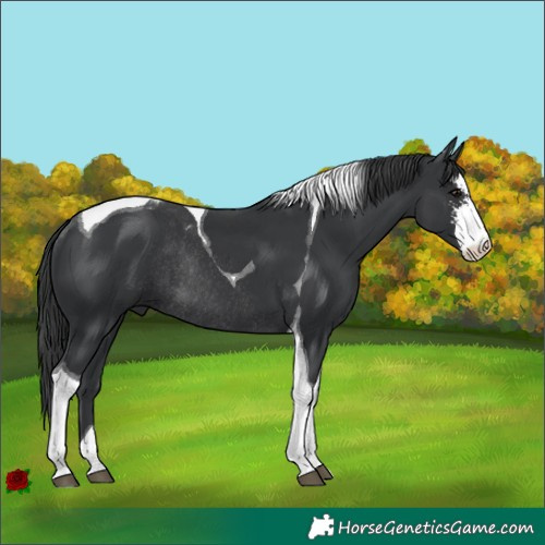 Horse Color:Black Sabino Tobiano Rabicano 