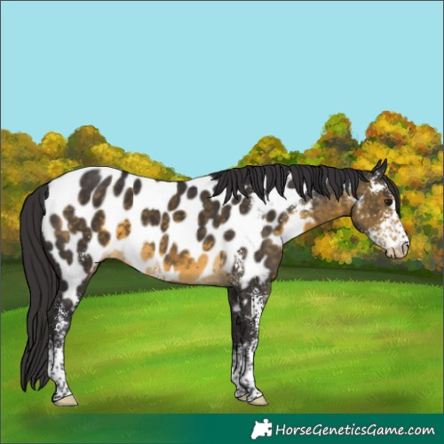 Horse Color:Buckskin Sabino Appaloosa