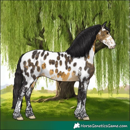 Horse Color:Buckskin Sabino Near Leopard 