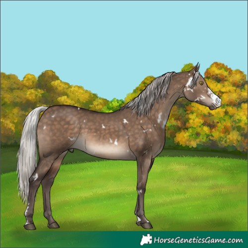 Horse Color:White Spotted Silver Brown Dun Sabino Rabicano 