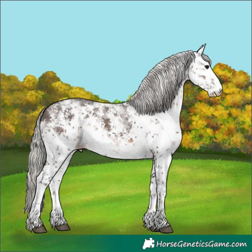 Horse Color:White Spotted Silver Brown Sabino Rabicano