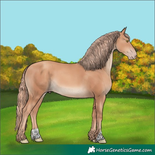 Horse Color:Gold Champagne