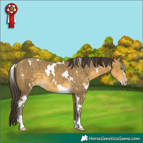 Horse Color:White Spotted Sable Cream Champagne