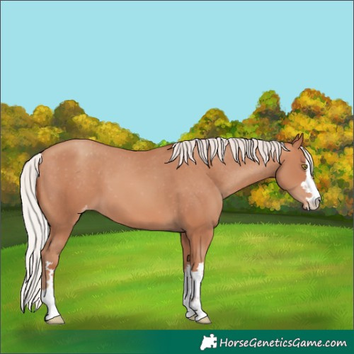 Horse Color:Silver Amber Champagne Skewed LP Spotted