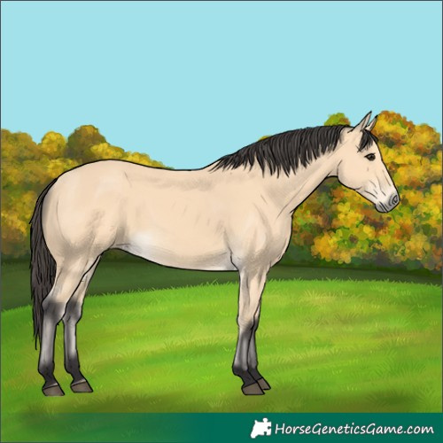 Horse Color:Buckskin 