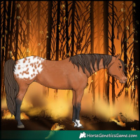 Horse Color:Bay Blanket