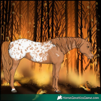 Horse Color:Chestnut Blanket 