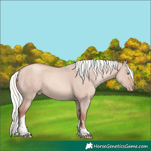 Horse Color:Gold Champagne Dun Mushroom Tobiano Rabicano 