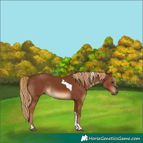 Horse Color:Chestnut Tobiano Rabicano 
