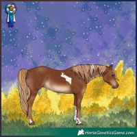 Horse Color:Chestnut Tobiano Rabicano