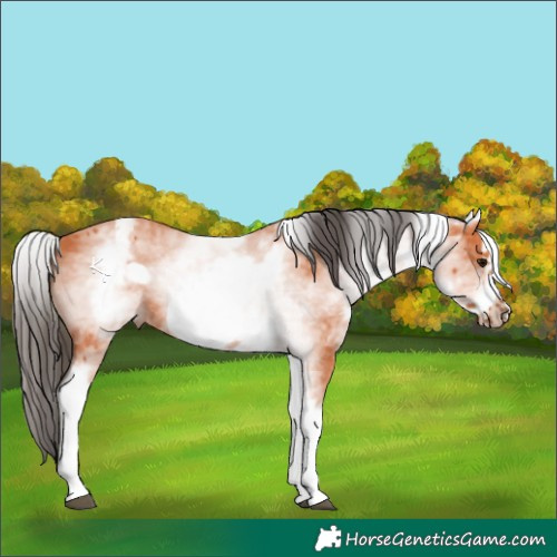 Horse Color:White Spotted Bay Frame 