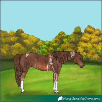 Horse Color:Liver Chestnut Tobiano Rabicano  and Chestnut Tobiano Rabicano 