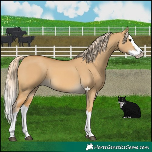 Horse Color:Palomino Dun Splash