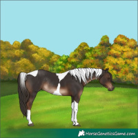 Horse Color:Liver Chestnut Tobiano Rabicano