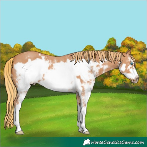 Horse Color:Chestnut Sabino Frame 