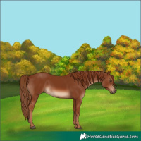 Horse Color:Chestnut Rabicano 